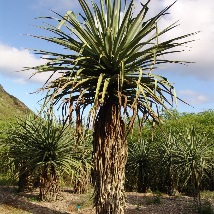 Furcraea macdougallii (Hafen)