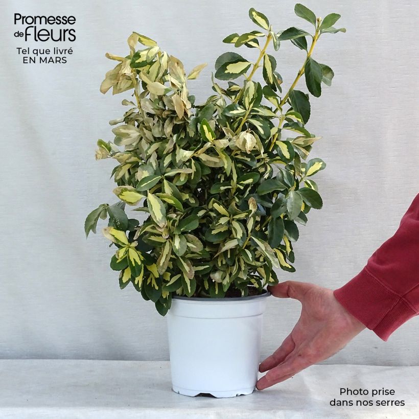 Exemplar von Fusain du Japon - Euonymus japonicus Duc d'Anjou en pot de 3L/4L wie im Winter geliefert