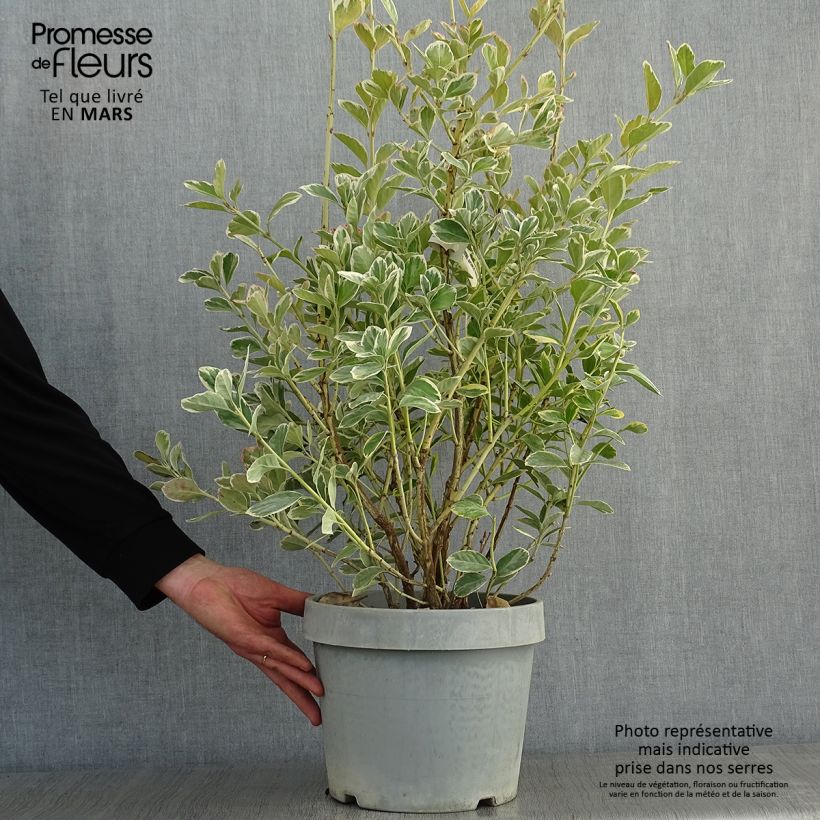 Exemplar von Japanischer Spindelstrauch Silver King - Euonymus japonicus Topf mit 7,5L/10LGelieferte Höhe ca. 60+cm wie im Winter geliefert