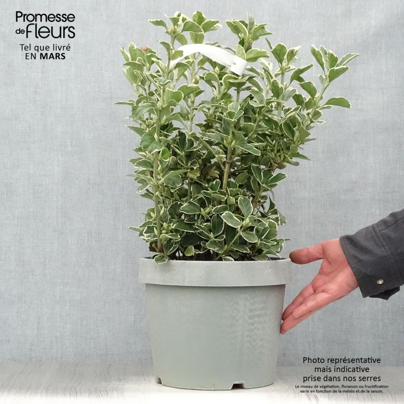 Exemplar von Japanischer Spindelstrauch Silver King - Euonymus japonicus Topf mit 7,5L/10LGelieferte Höhe ca. 60+cm wie im Frühjahr geliefert