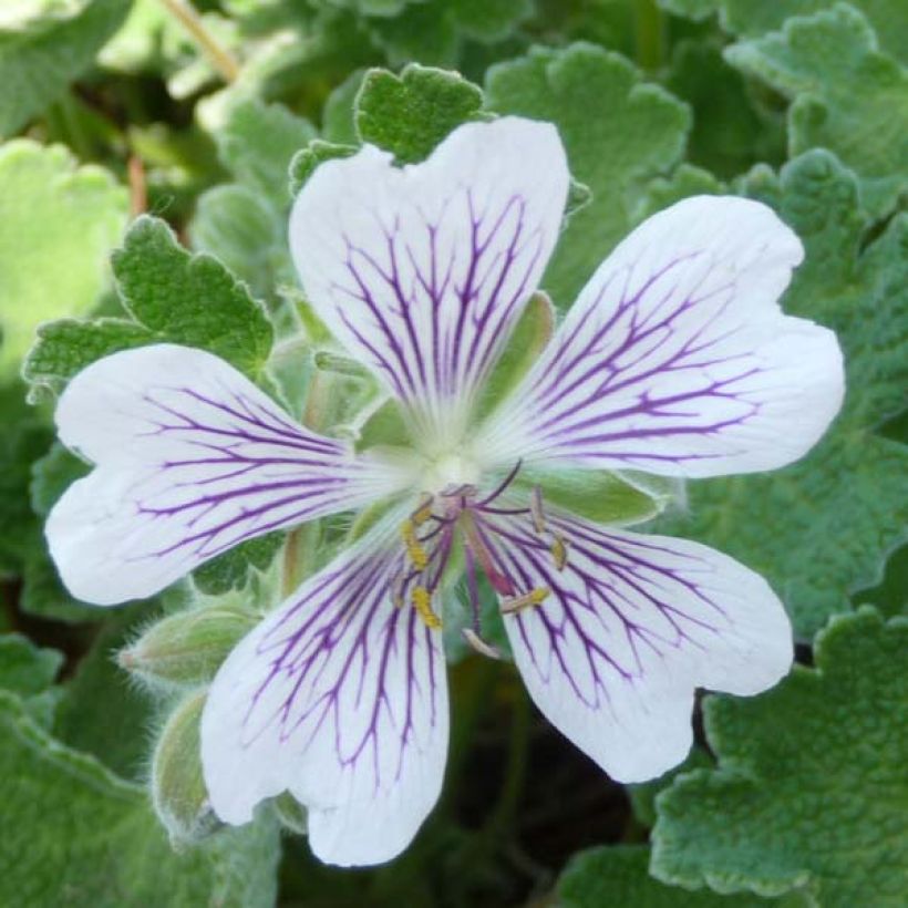 Geranium renardii - Kaukasus-Storchschnabel (Blüte)