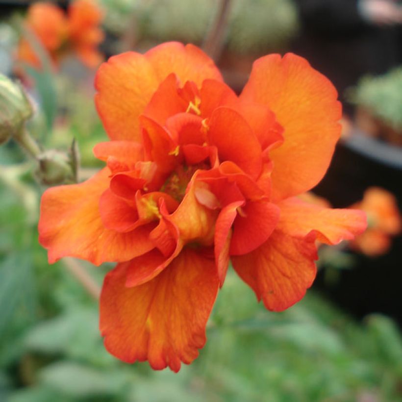 Geum Prinses Juliana - Nelkenwurz (Blüte)