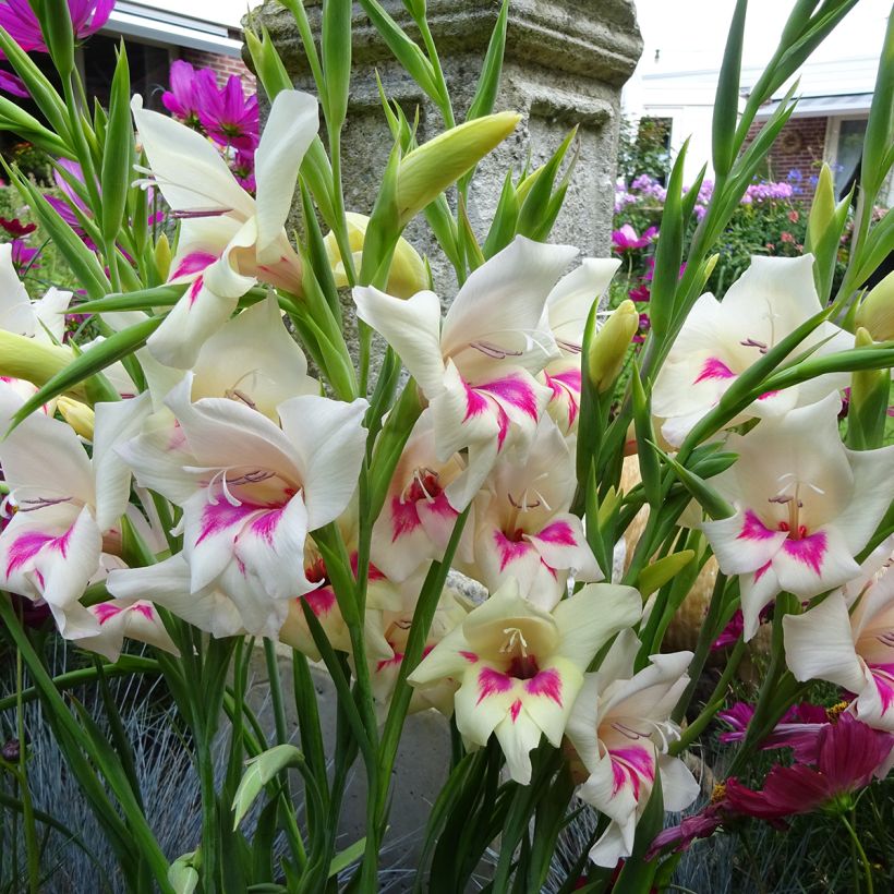 Gladiolus colvillei Carine - Zwerg-Gladiole (Blüte)