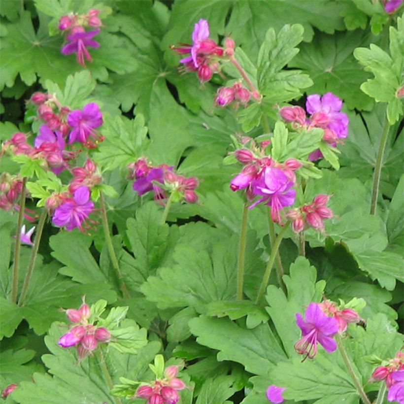 Geranium macrorrhizum Bevan s Variety - Balkan-Storchschnabel (Blüte)