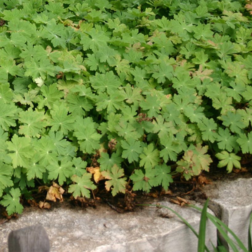 Geranium macrorrhizum Bevan s Variety - Balkan-Storchschnabel (Hafen)