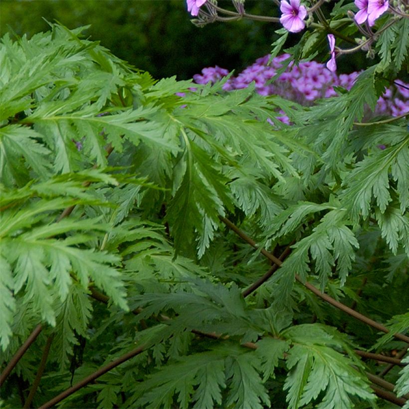 Geranium maderense - Madeira-Storchschnabel (Laub)