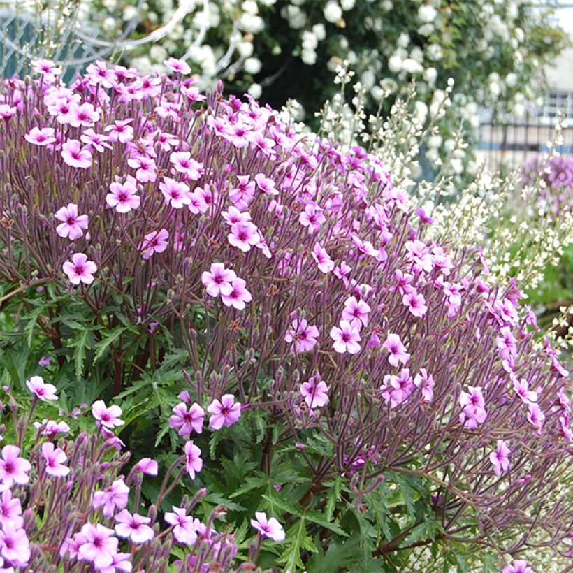 Geranium maderense - Madeira-Storchschnabel (Blüte)