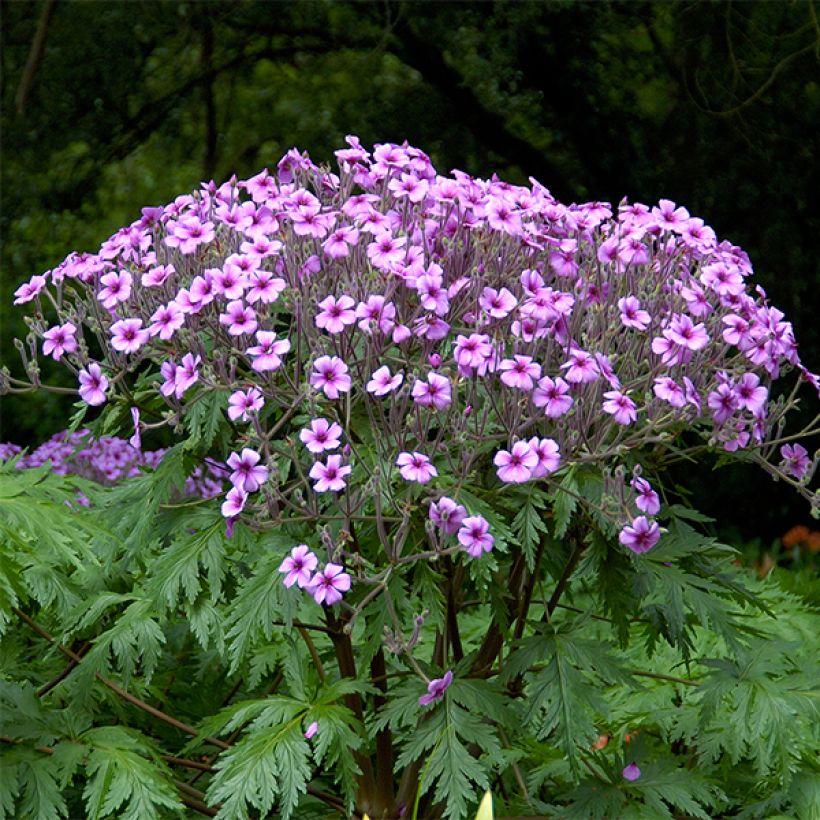 Geranium maderense - Madeira-Storchschnabel (Hafen)