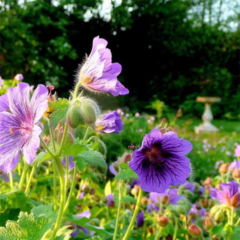 Geranium magnificum Blue Blood - Großer Storchschnabel (Blüte)