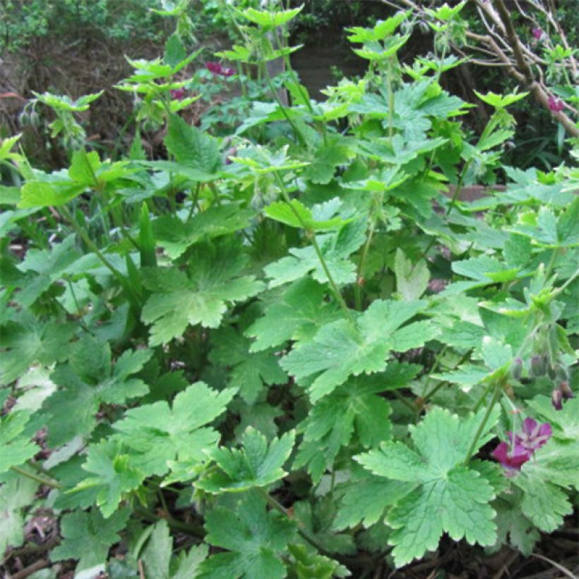 Geranium phaeum - Brauner Storchschnabel (Laub)