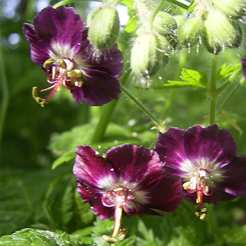 Geranium phaeum - Brauner Storchschnabel (Blüte)