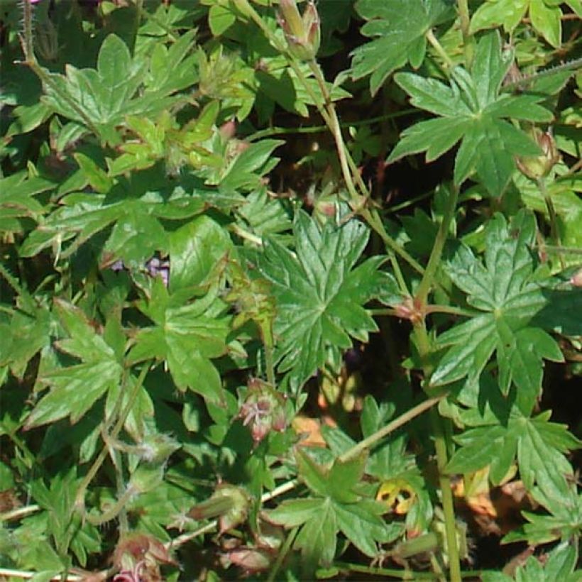 Geranium sanguineum Blushing Turtle - Blutstorchschnabel (Laub)