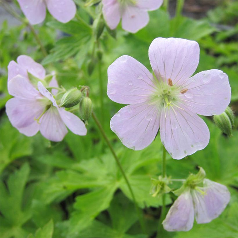 Geranium maculatum Chatto - Dunkelblättriger Storchschnabel (Blüte)