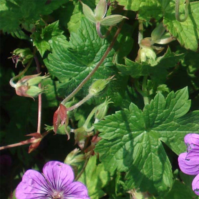 Storchschnabel Pink Penny - Geranium (Laub)