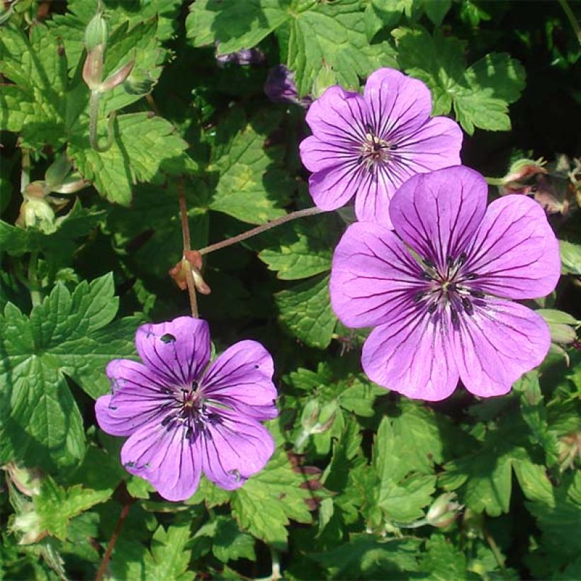 Storchschnabel Pink Penny - Geranium (Blüte)