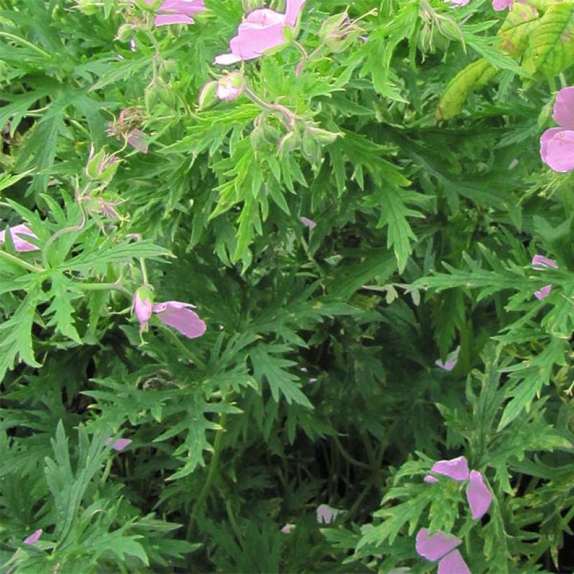 Geranium clarkei Kashmir Pink - Clarkes Storchschnabel (Laub)