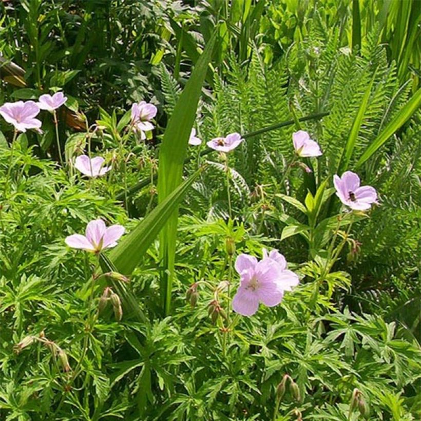 Geranium clarkei Kashmir Pink - Clarkes Storchschnabel (Blüte)