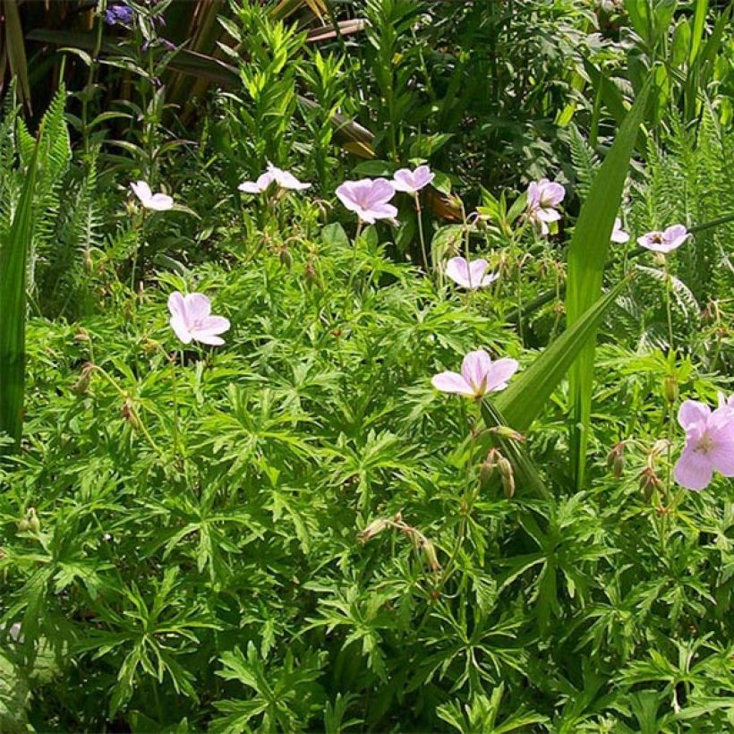 Geranium clarkei Kashmir Pink - Clarkes Storchschnabel (Hafen)