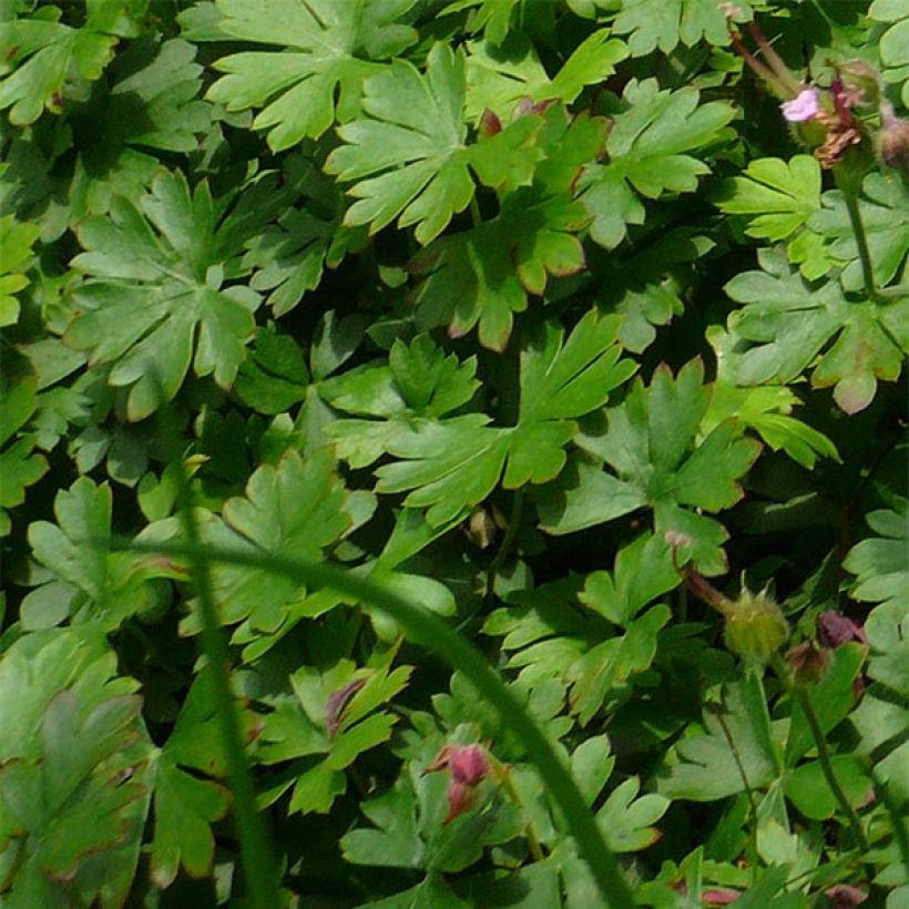 Geranium dalmaticum Bressingham Pink - Dalmatinischer Storchschnabel (Laub)