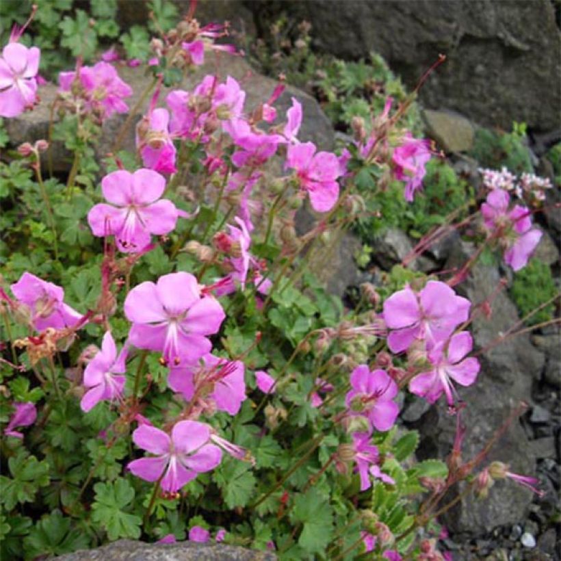 Geranium dalmaticum Bressingham Pink - Dalmatinischer Storchschnabel (Hafen)