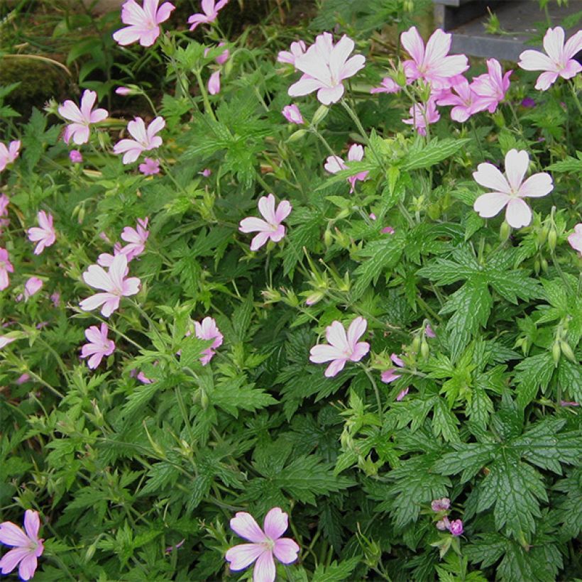 Geranium endressii - Pyrenäen-Storchschnabel (Hafen)