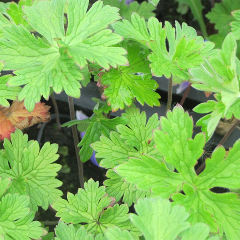 Geranium himalayense - Himalaya-Storchschnabel (Laub)