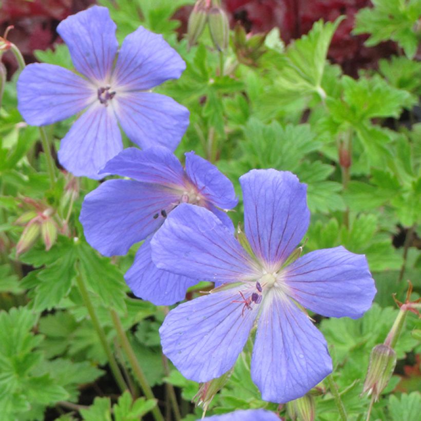 Geranium himalayense - Himalaya-Storchschnabel (Blüte)