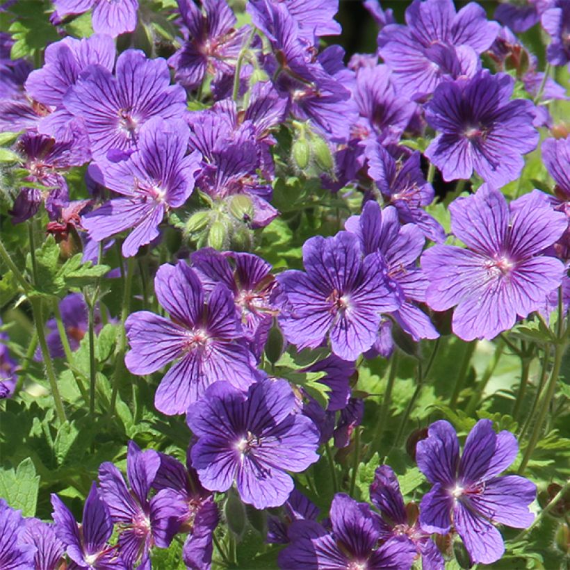 Geranium ibericum ssp jubatum Vital - Iberisches Storchschnabel (Blüte)