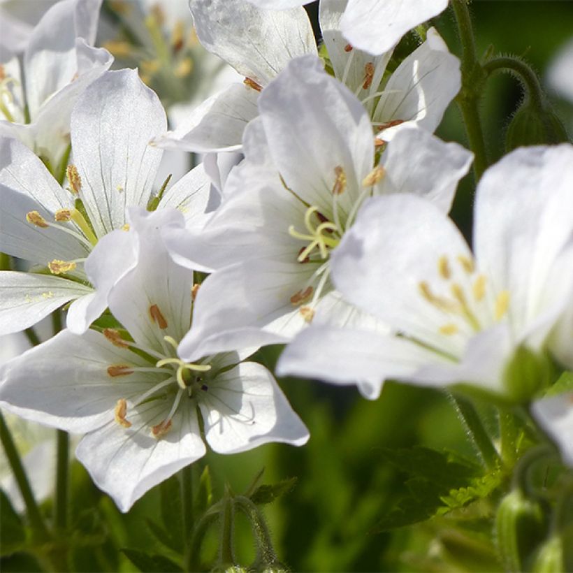 Geranium maculatum var.album - Dunkelblättriger Storchschnabel (Blüte)