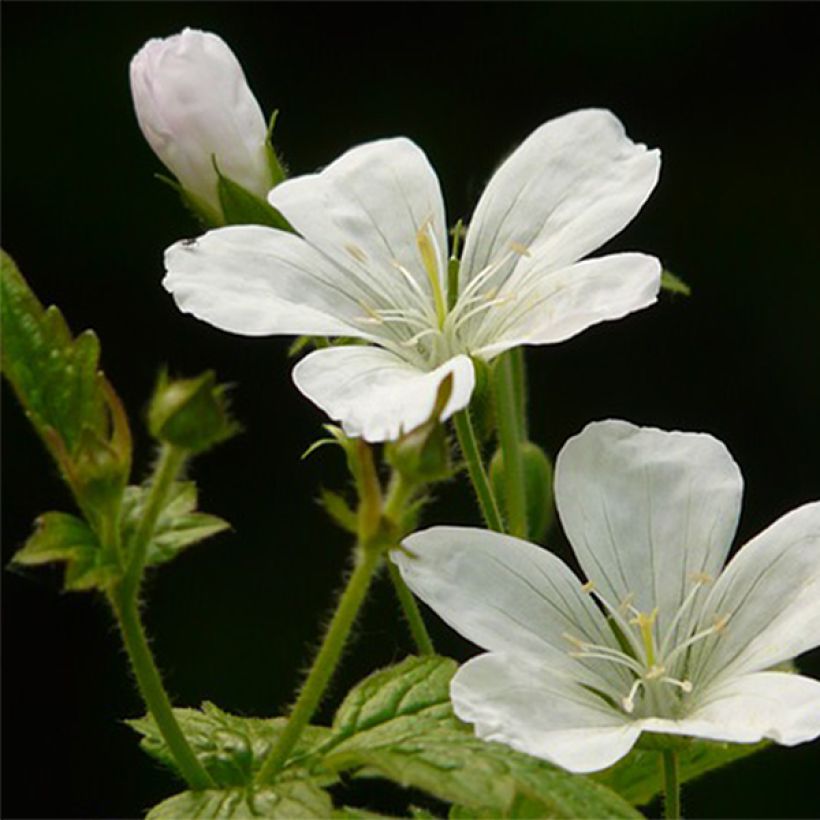 Geranium nodosum Silverwood - Knotiger Bergwald Storchschnabel (Blüte)