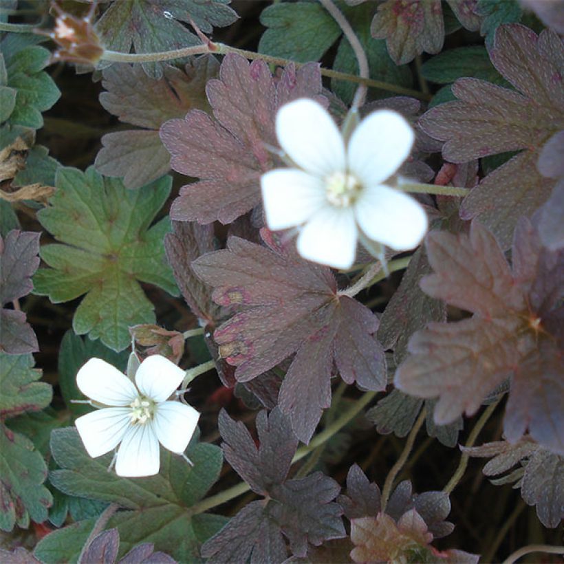 Geranium oxonianum Sanne - Oxford-Storchschnabel (Blüte)