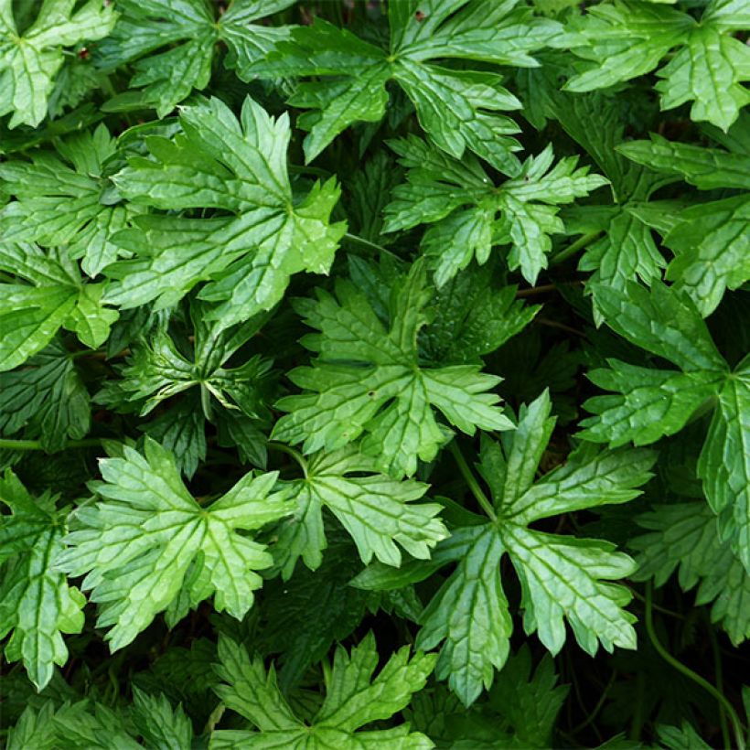 Geranium oxonianum Sherwood - Oxford-Storchschnabel (Laub)