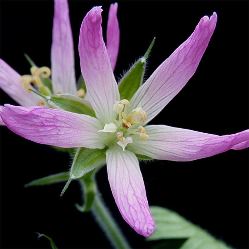 Geranium oxonianum Sherwood - Oxford-Storchschnabel (Blüte)