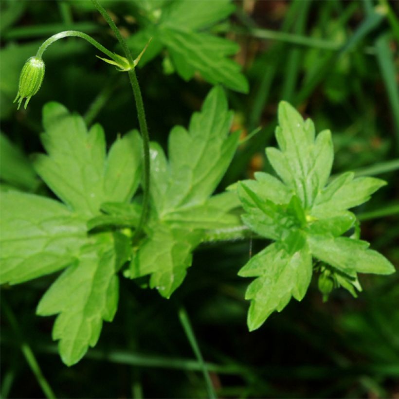 Geranium palustre - Storchschnabel (Laub)