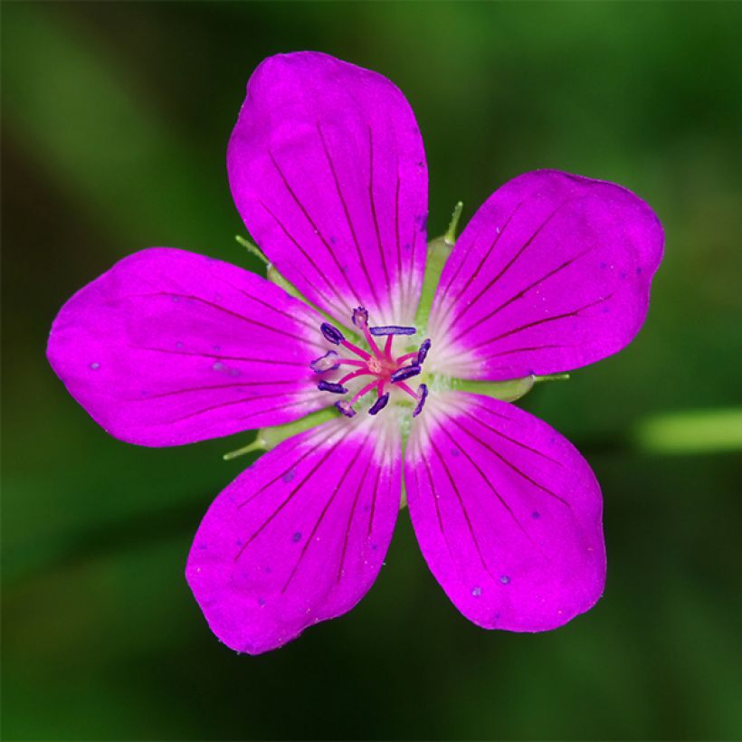 Geranium palustre - Storchschnabel (Blüte)