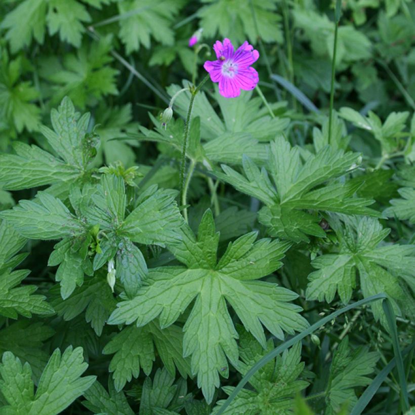 Geranium palustre - Storchschnabel (Hafen)