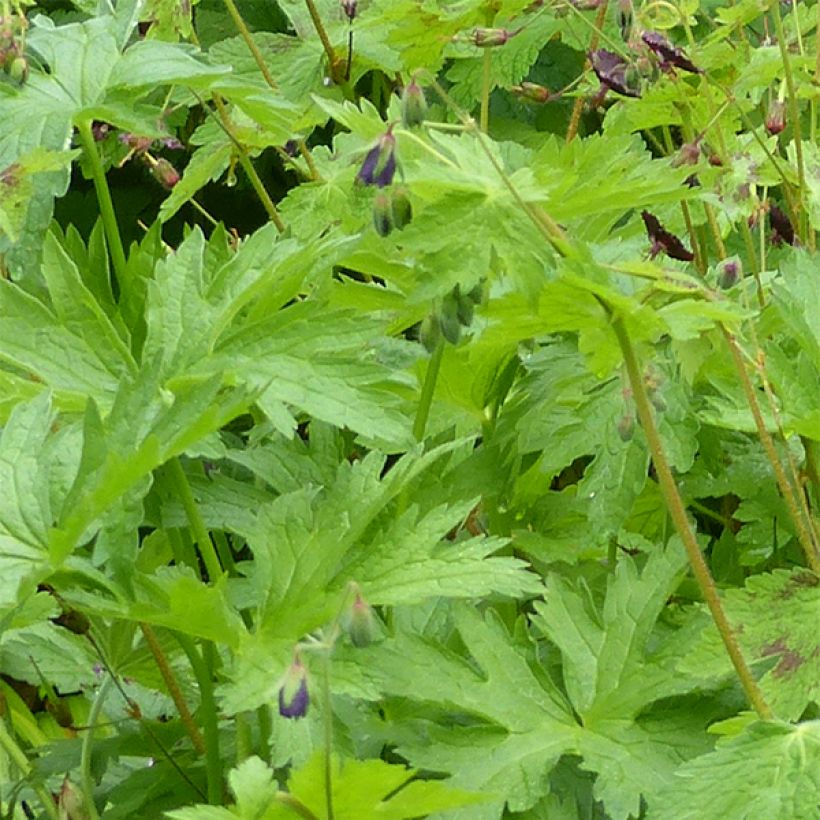 Geranium phaeum Angelina - Brauner Storchschnabel (Laub)