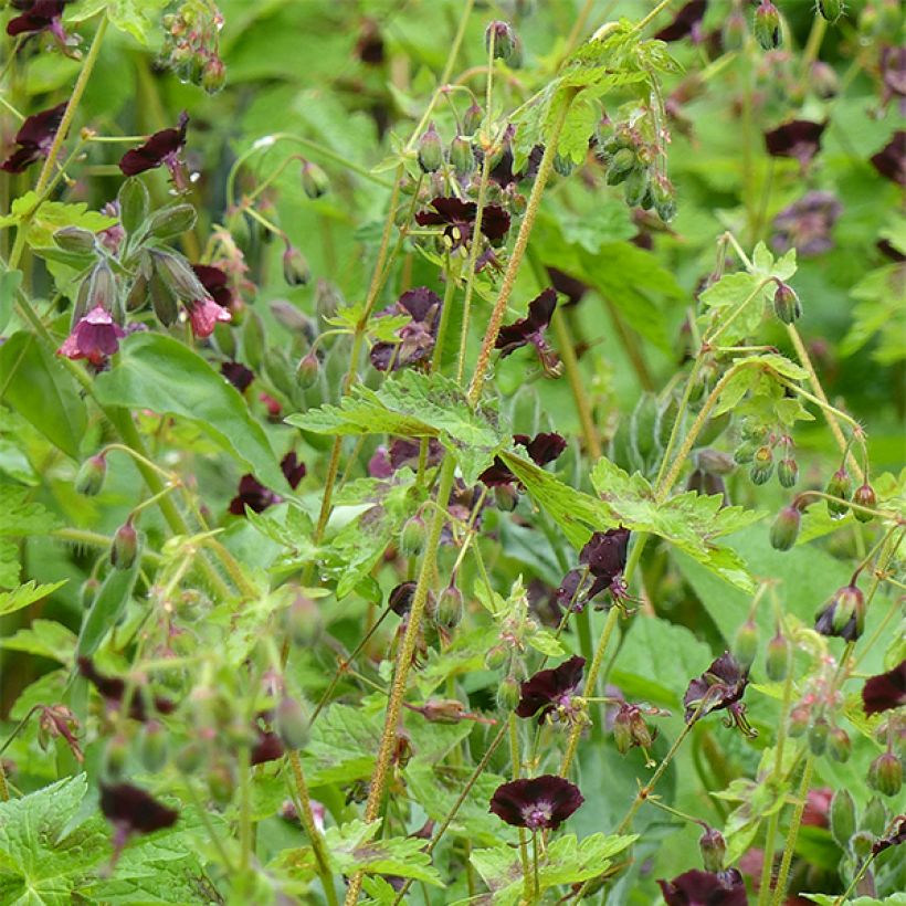 Geranium phaeum Angelina - Brauner Storchschnabel (Hafen)