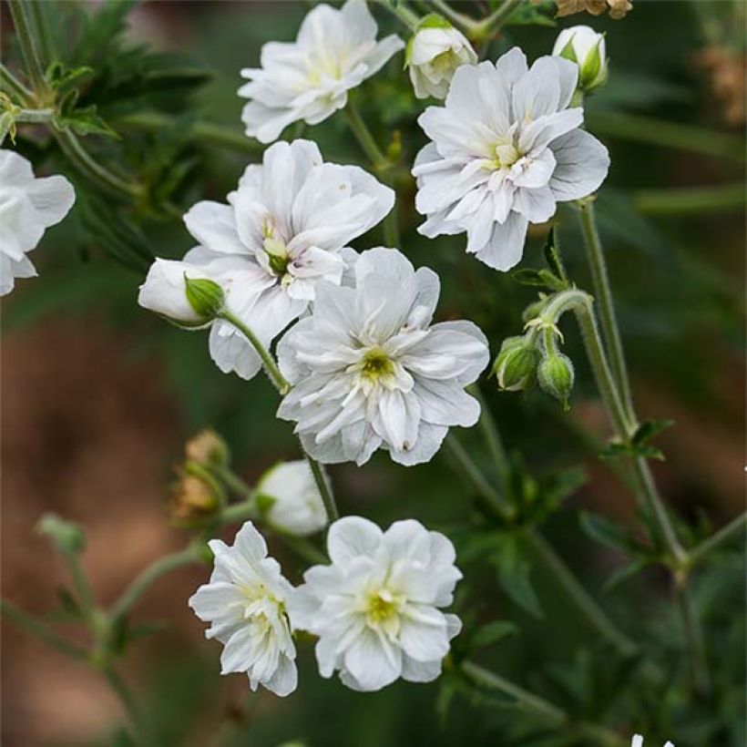 Geranium pratense Double Jewel - Wiesen-Storchschnabel (Blüte)