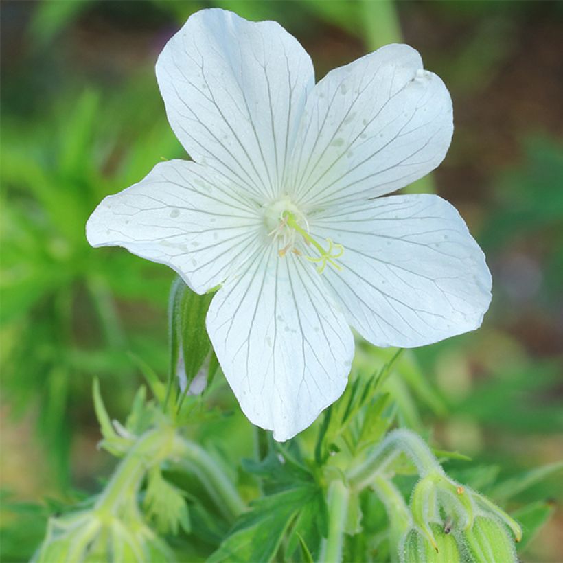 Geranium pratense f. albiflorum Galactic - Wiesen-Storchschnabel (Blüte)