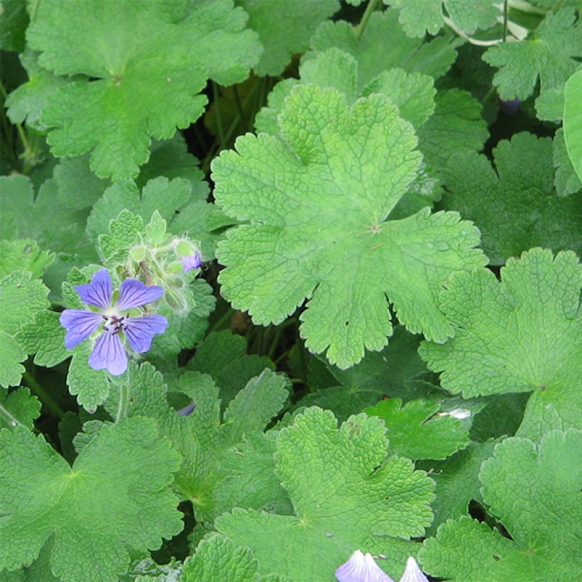 Geranium renardii Philippe Vapelle - Kaukasus-Storchschnabel (Laub)