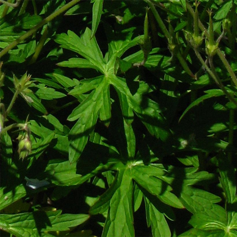 Geranium richardsonii - Storchschnabel (Laub)