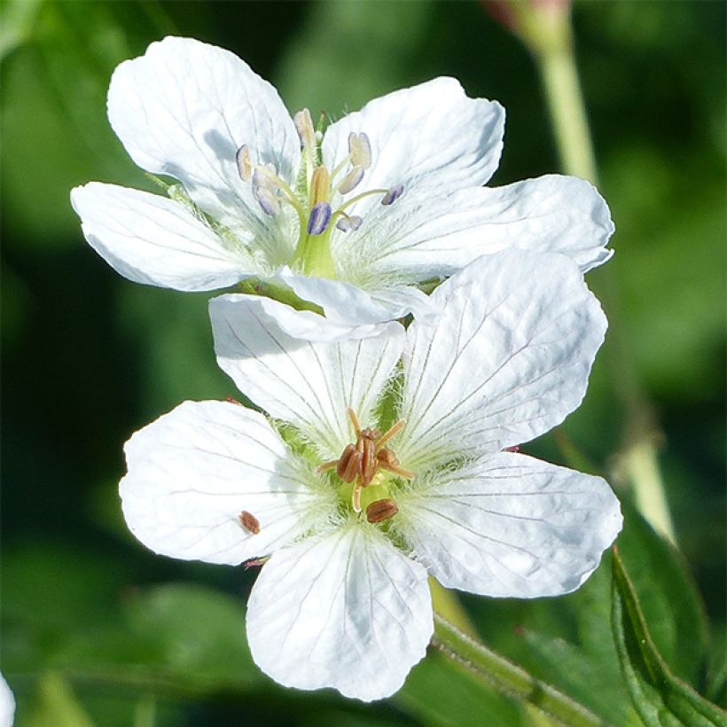 Geranium richardsonii - Storchschnabel (Blüte)