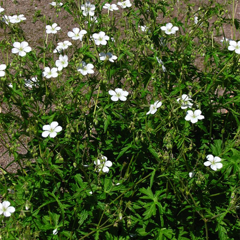 Geranium richardsonii - Storchschnabel (Hafen)