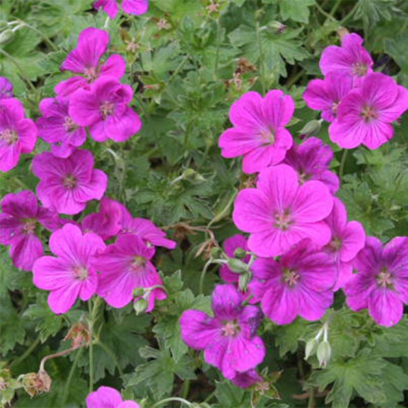 Geranium riversleaianum Russell Prichard - Storchschnabel (Blüte)