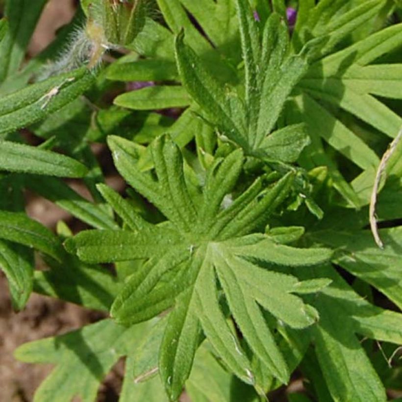 Geranium sanguineum Compactum - Blutstorchschnabel (Laub)