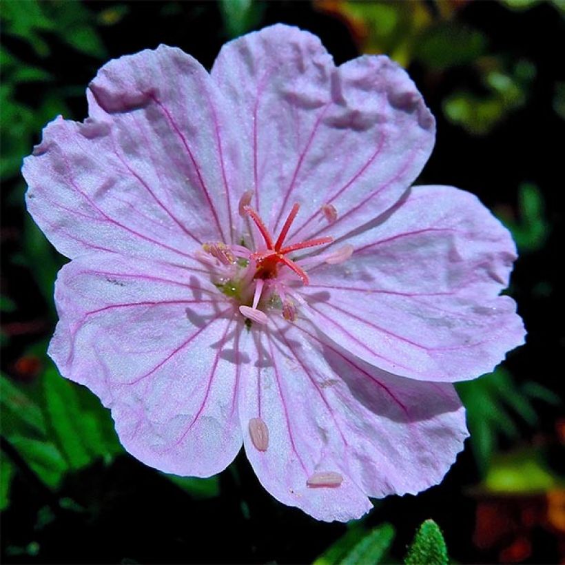 Geranium sanguineum Compactum - Blutstorchschnabel (Blüte)