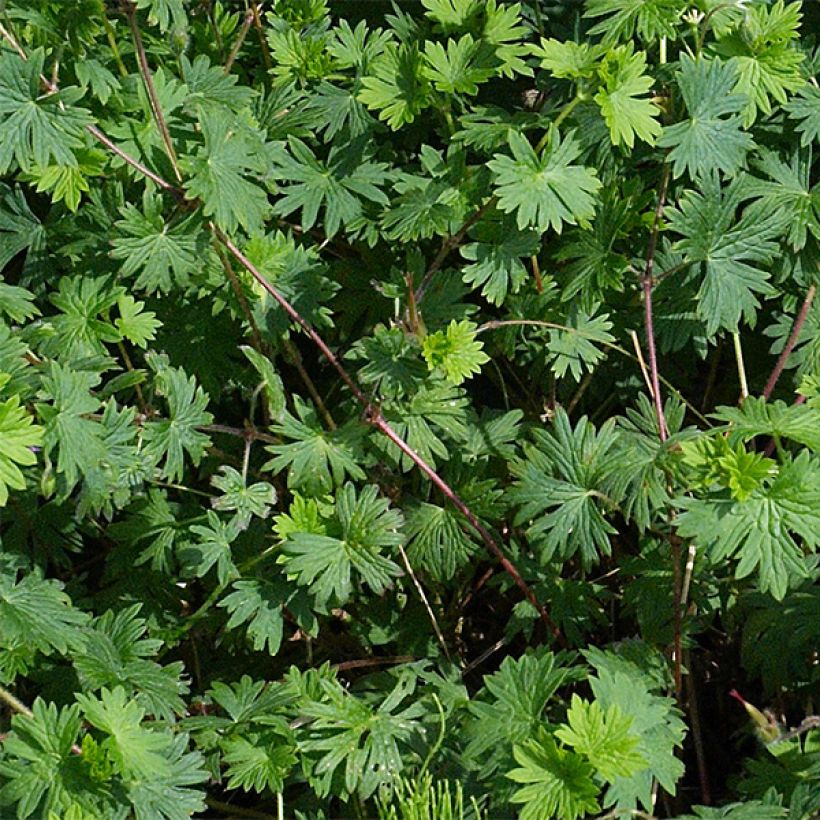 Geranium sanguineum Elsbeth - Blutstorchschnabel (Laub)