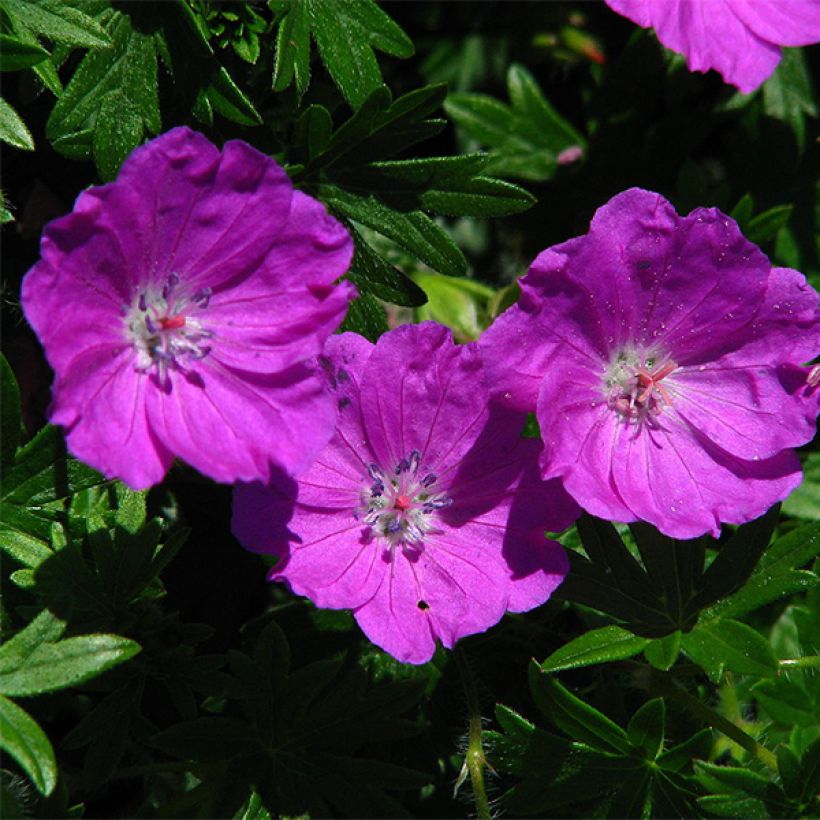 Geranium sanguineum Max Frei - Blutstorchschnabel (Blüte)