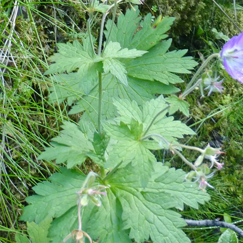 Geranium sylvaticum Birch Lilac - Wald-Storchschnabel (Laub)